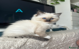 Ragdoll cats for sale: Beautiful Ragdoll kittens - Image 3
