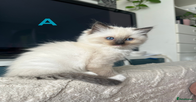 Ragdoll cats - Advert 12