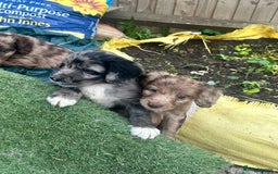 Sproodle dogs for sale: F1 Sproodle Puppies  - Image 9