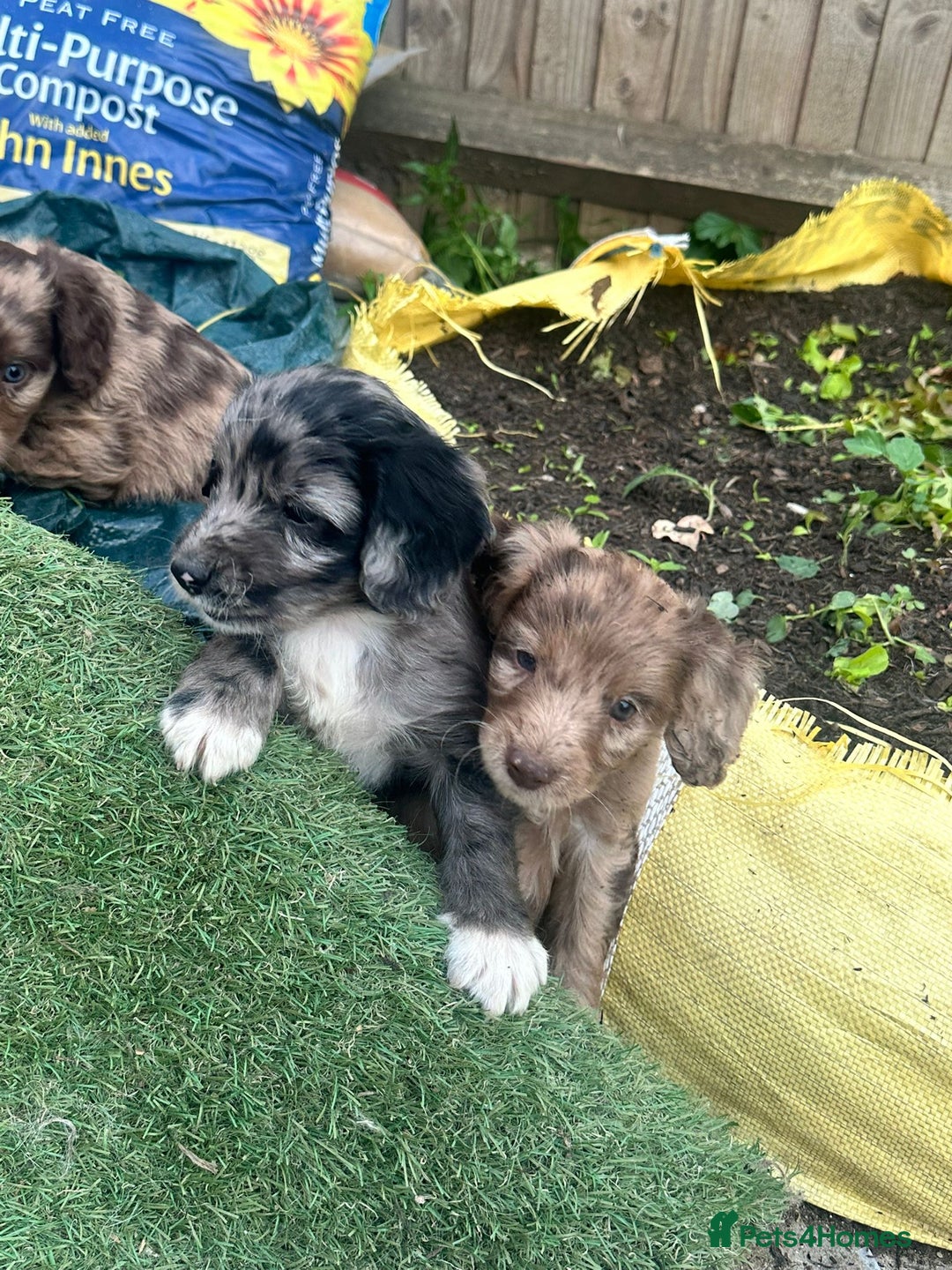 Sproodle dogs for sale: F1 Sproodle Puppies  - Image 9