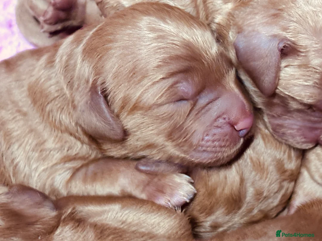 Labradoodle dogs for sale: Medium sized F1b Labradoodles  - Advert 4