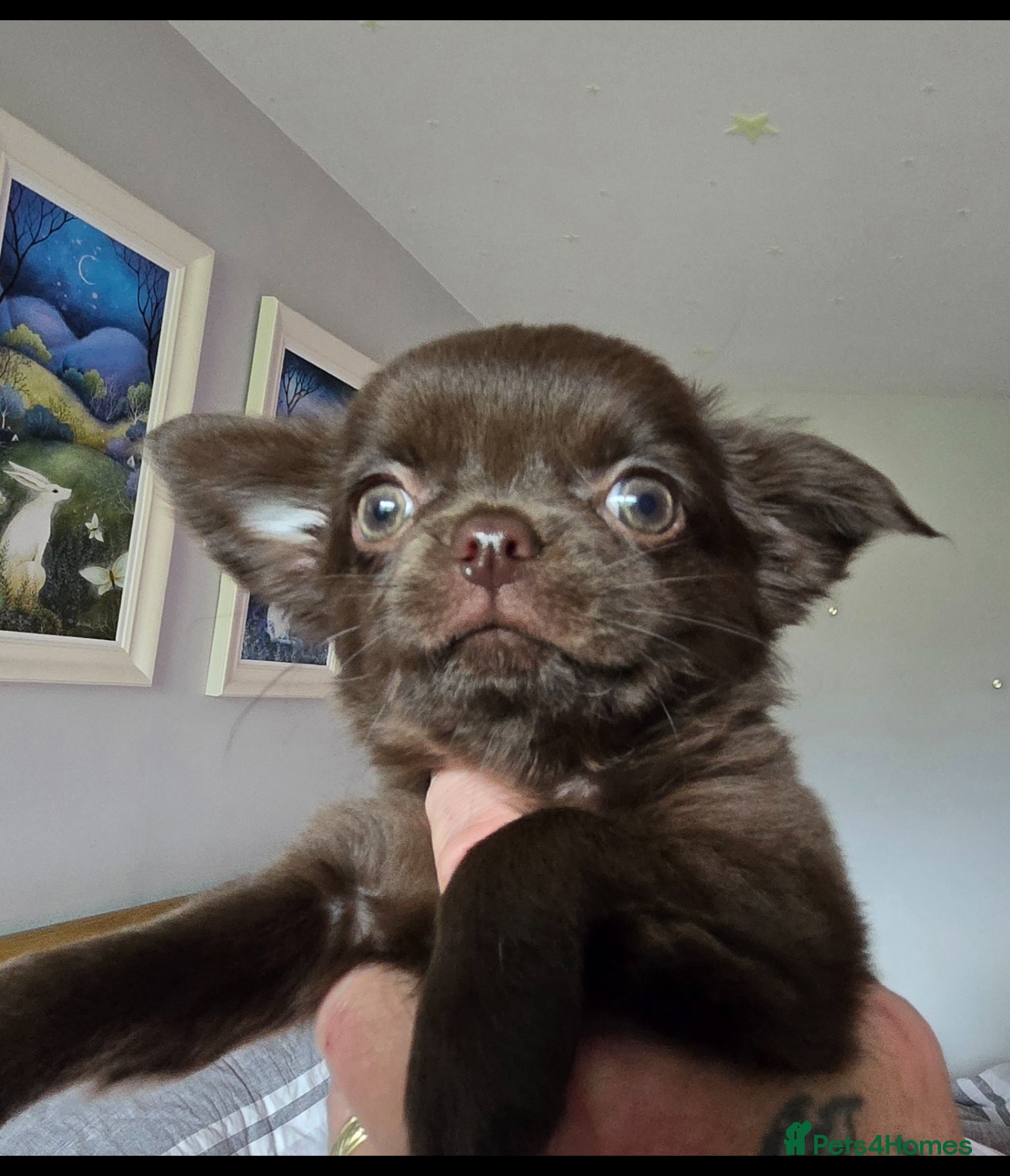 Chihuahua dogs Chihuahua Long haired - Advert 1