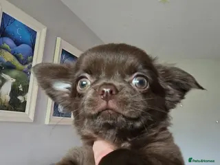 Chihuahua dogs Chihuahua Long haired - Advert 18