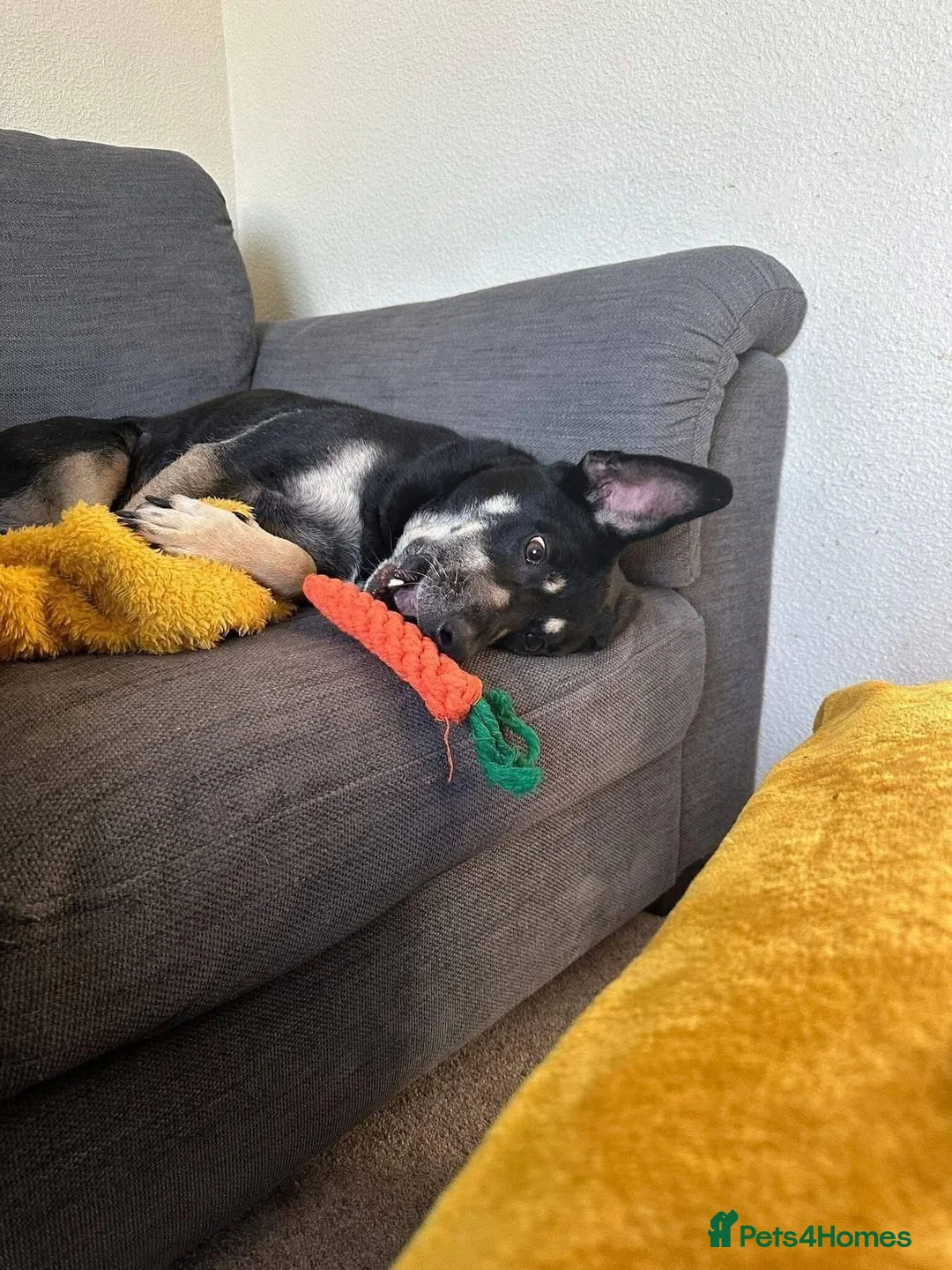 Mixed Breed dogs for adoption: Meet Marvel, currently residing in Crewe - Advert 5