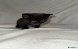 Mixed Breed cats for sale: Black and White Male Kitten - Image 4