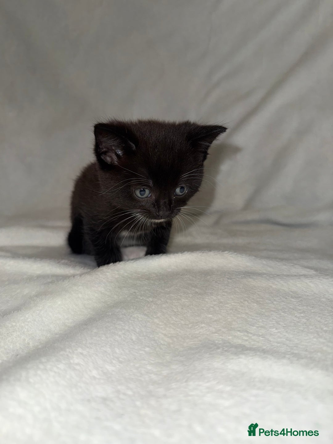 Mixed Breed cats for sale: Black and White Male Kitten - Image 4