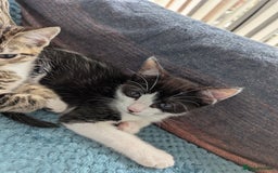 Domestic Shorthair cats for sale: Male kitten  - Image 2