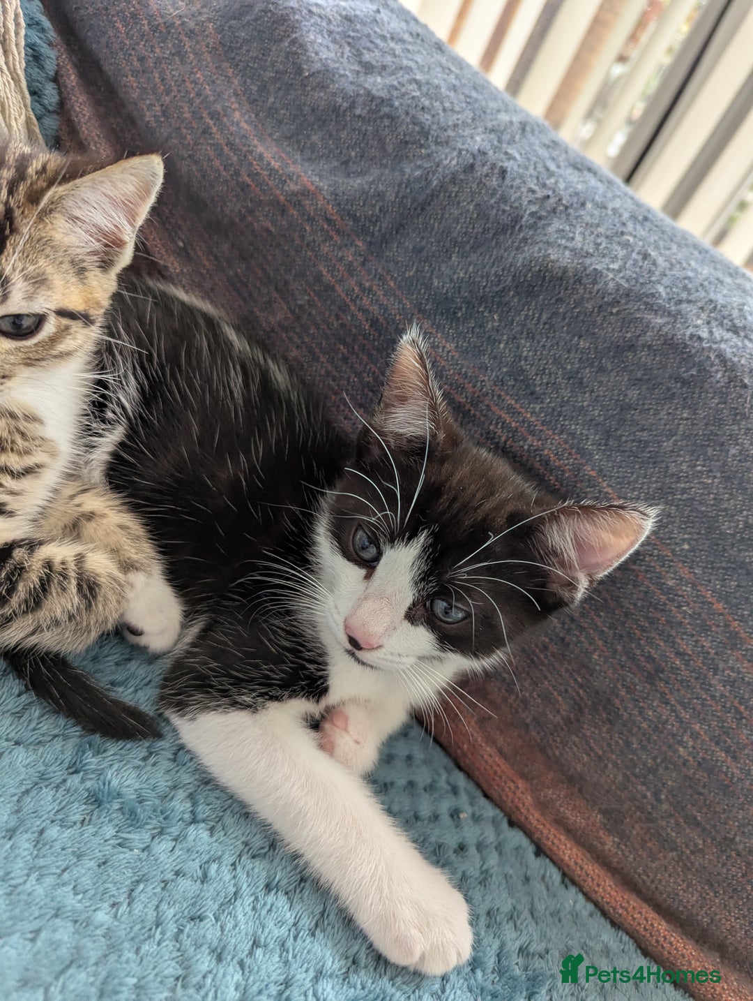 Domestic Shorthair cats for sale: Male kitten  - Image 2