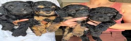 Cockapoo dogs for sale: 7 Gorgeous cockapoo Puppies  in Derby - Advert 10