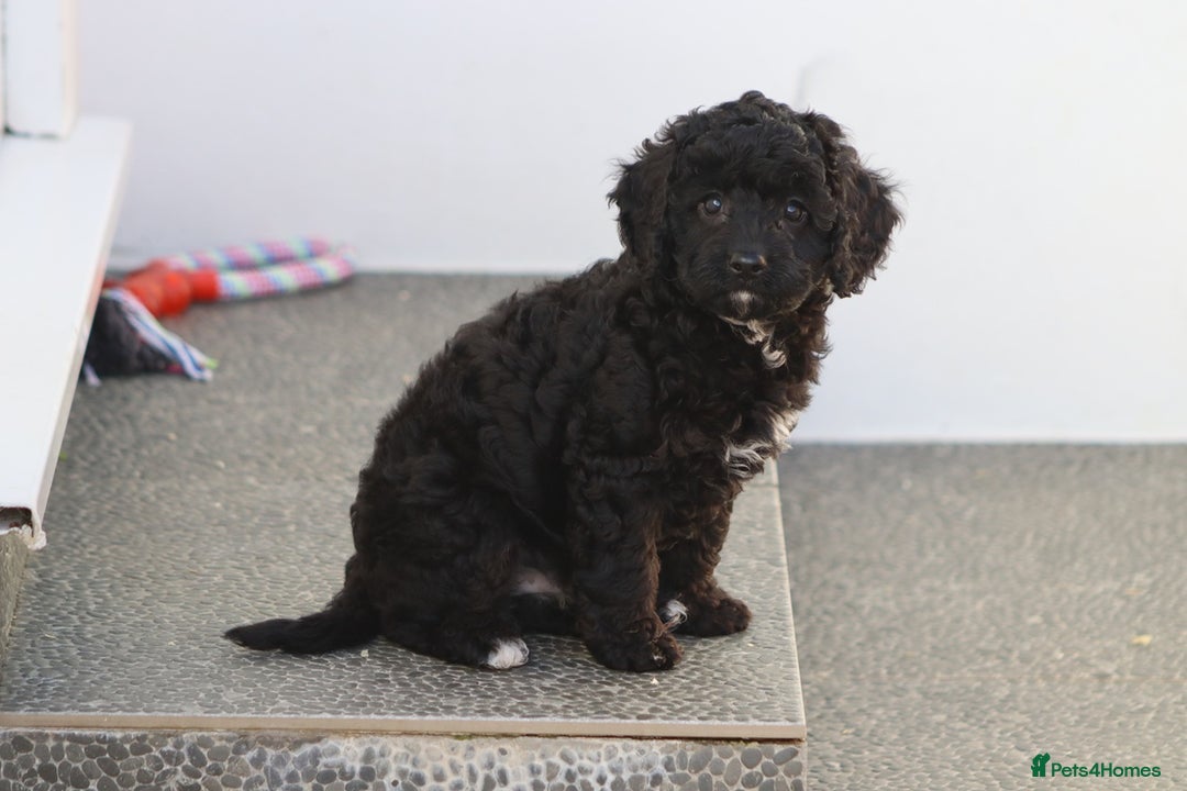 Cavapoo dogs for sale: Beautiful Cavapoochons for sale  - Image 8
