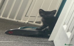 Mixed Breed cats for sale: Two kittens - Image 3