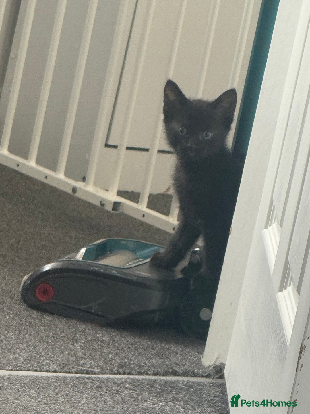 Mixed Breed cats for sale: Two kittens - Image 3