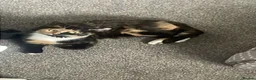 Mixed Breed cats for sale: 3 beautiful kittens  - Advert 2