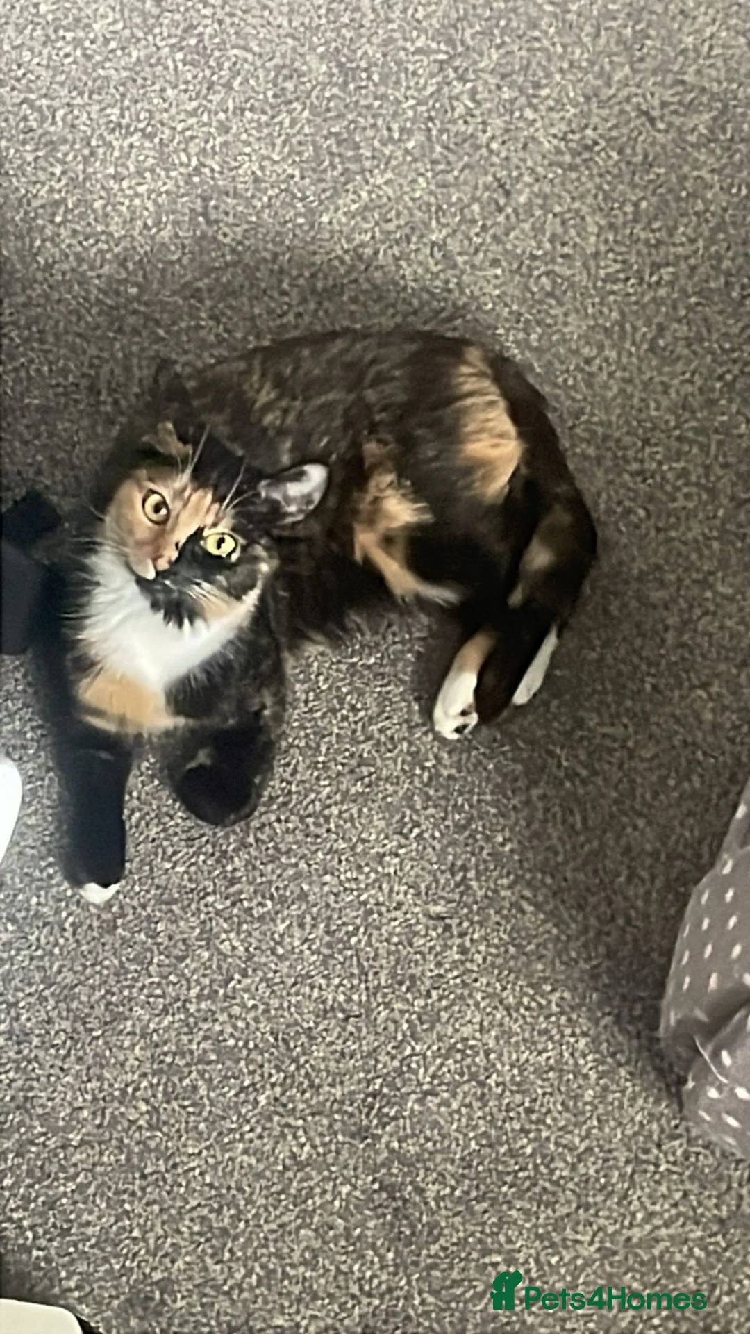 Mixed Breed cats for sale: 3 beautiful kittens  - Advert 2