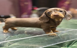 Miniature Dachshund dogs for sale: Three superb girls available NOW - Image 7