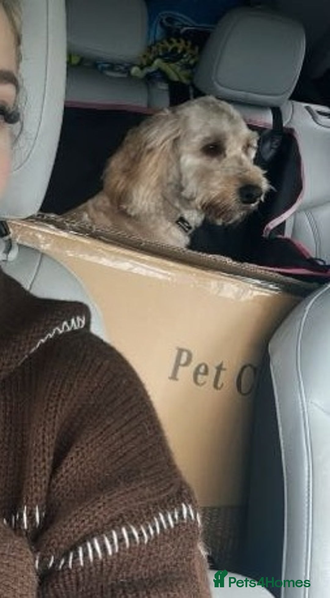Cockapoo dogs for adoption: Handsome & loyal WOODY needs a new Loving Home - Image 3