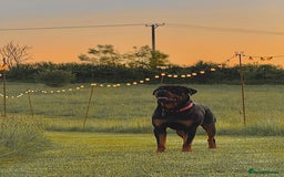 Rottweiler dogs for stud: Male for stud - Image 9