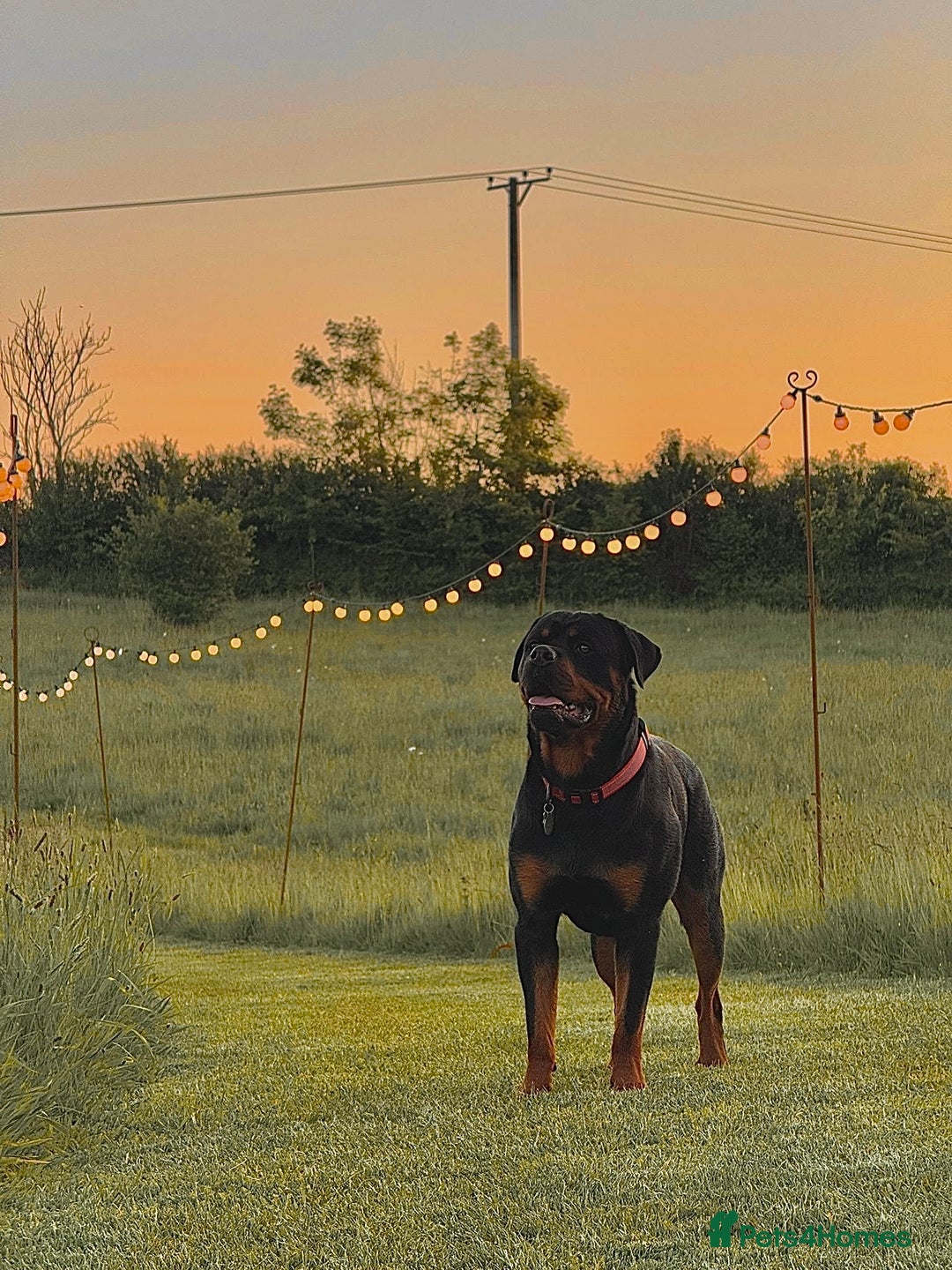 Rottweiler dogs for stud: Male for stud - Image 9