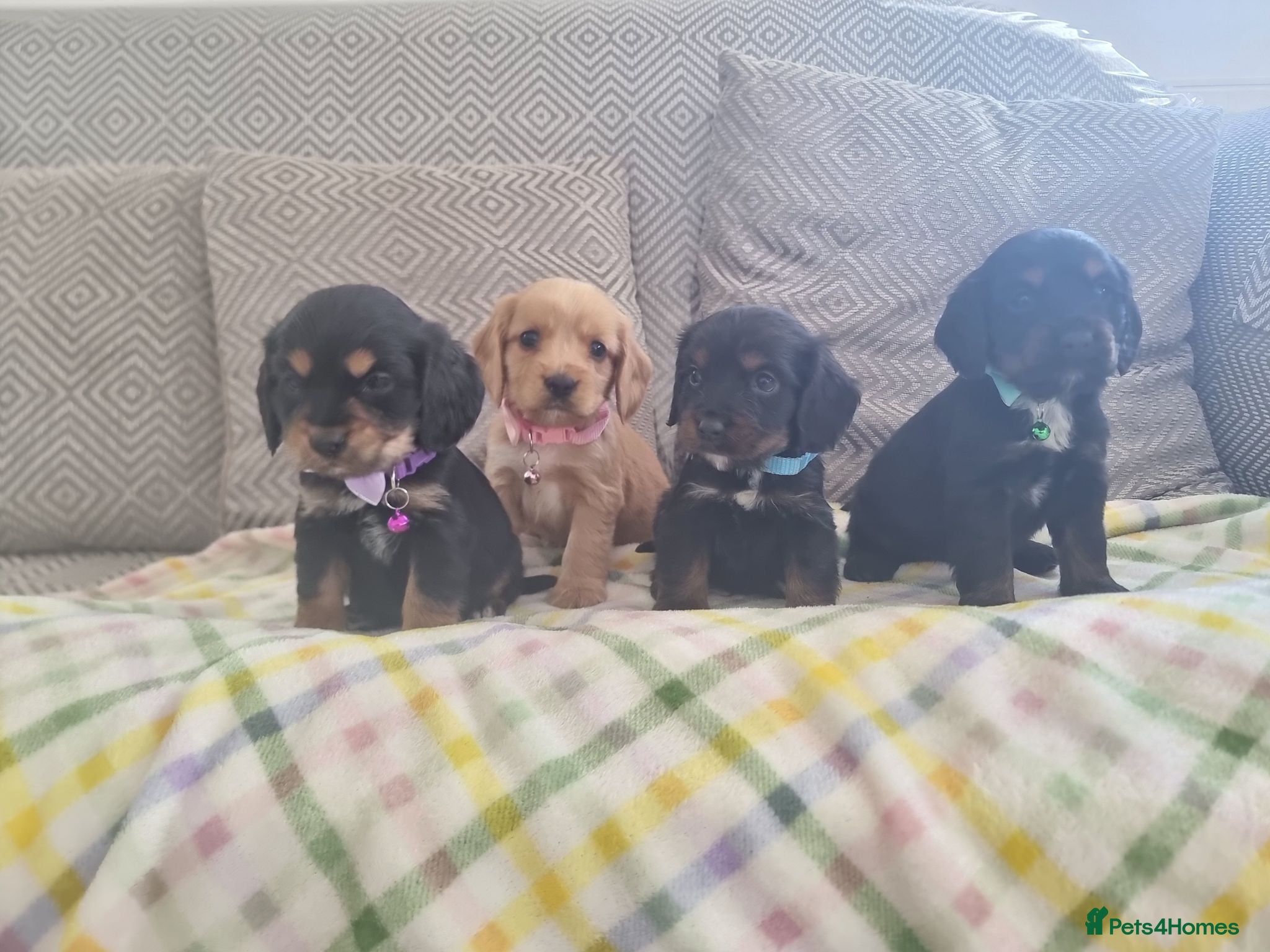Cocker Spaniel dogs Cocker spaniel pups  - Advert 1
