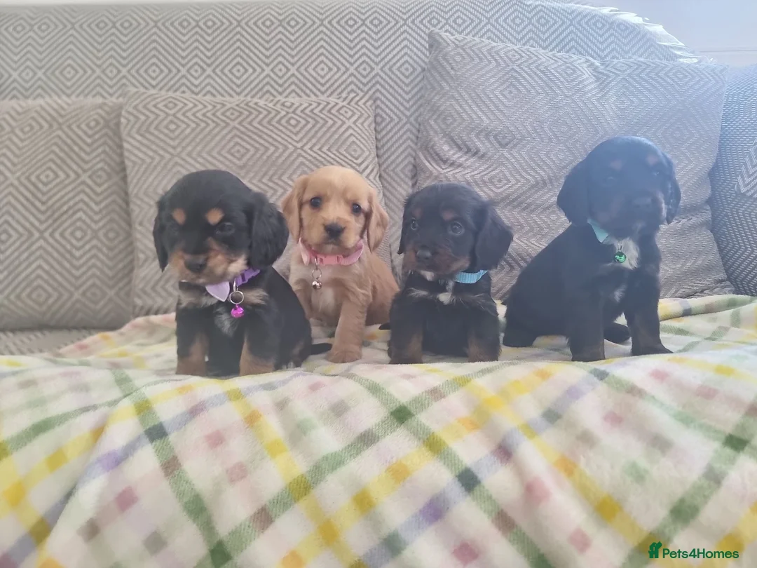 Cocker Spaniel dogs for sale: Cocker spaniel pups  - Advert 1