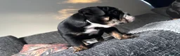 Olde English Bulldogge dogs for sale: STUNNING RARE OLD ENGLISH BULLDOG PUPS - Advert 16