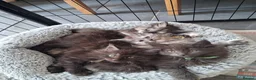 Maine Coon cats for sale: Pure Maine Coon Kittens - Advert 9
