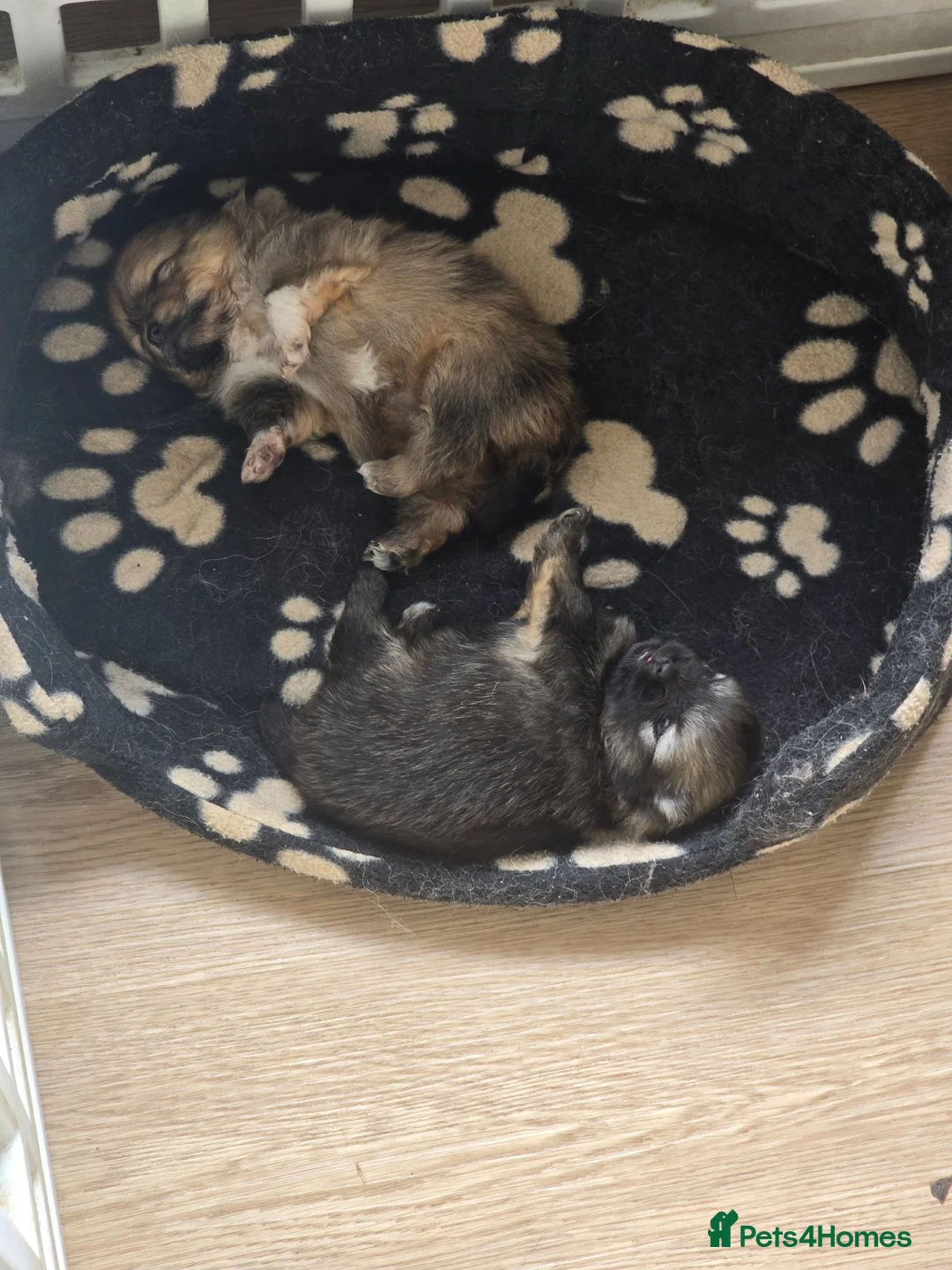 Pomeranian dogs for sale: Beautiful merle carrying girl poms - Advert 11