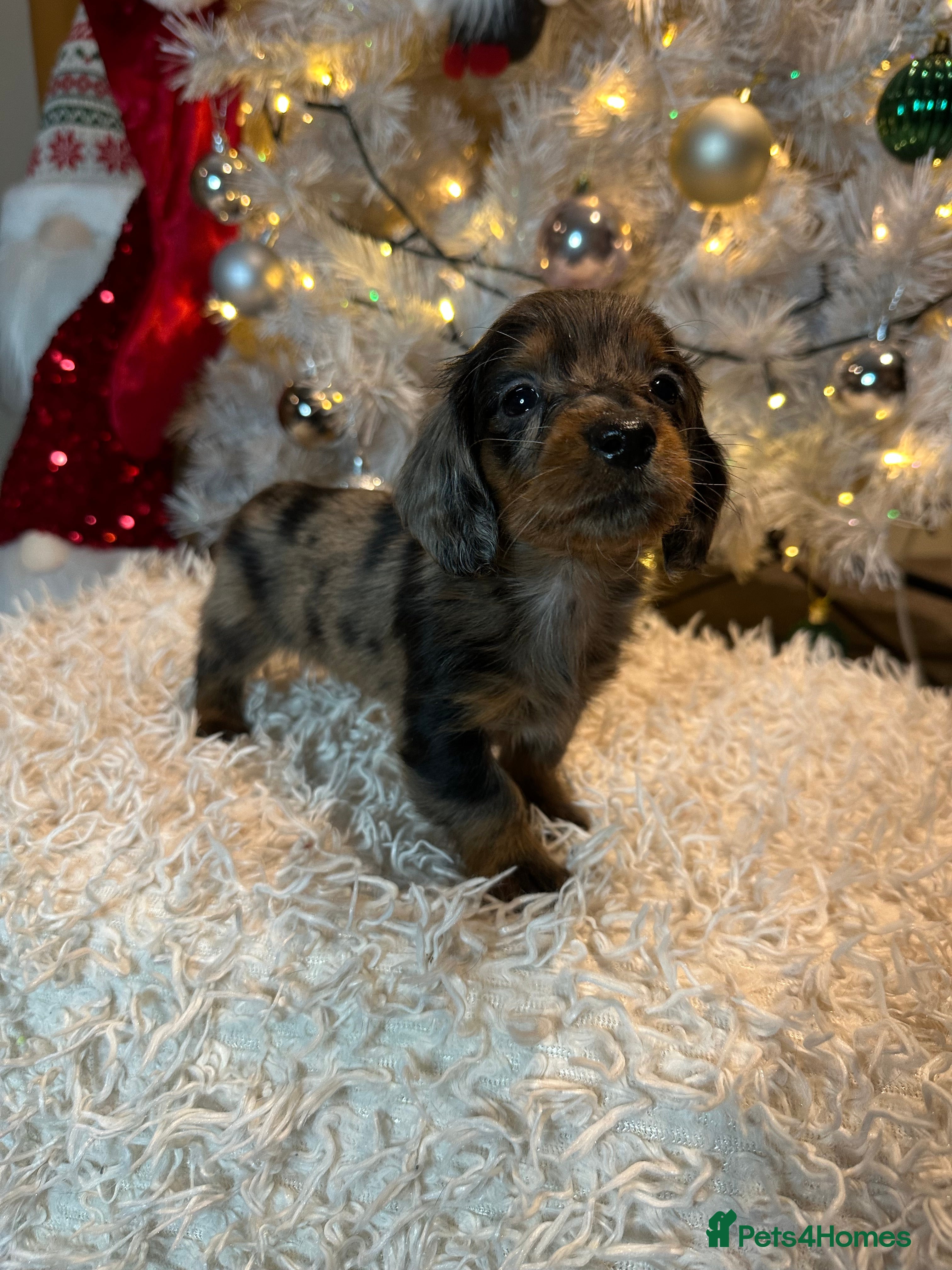 Miniature Dachshund dogs Long Haired Miniature Dachshund puppies - Advert 3