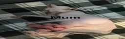 Sphynx cats for sale: One odd eye, 1 elf and 3 other kitty’s  - Advert 11