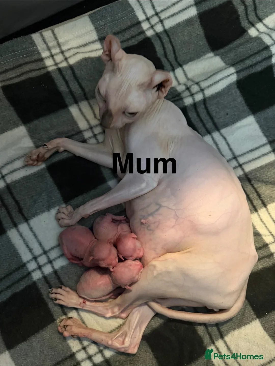 Sphynx cats for sale: One odd eye, 1 elf and 3 other kitty’s  - Advert 11