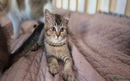 Scottish Fold cats for sale: TICA registered Scottish Fold ready to collect  - Image 10