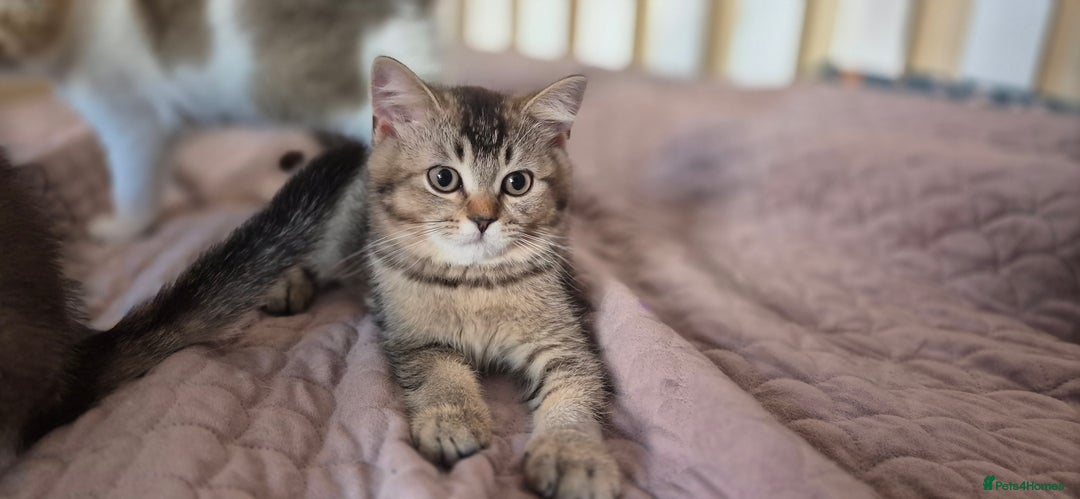 Scottish Fold cats for sale: TICA registered Scottish Fold ready to collect  - Image 10