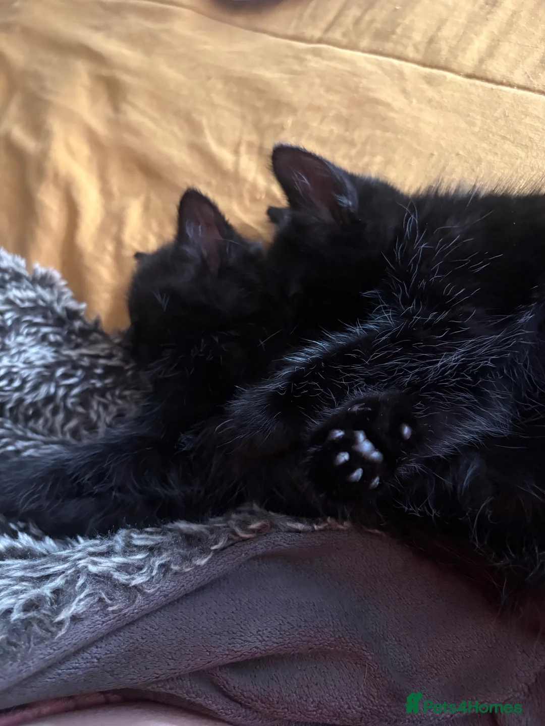 Mixed Breed cats for sale: Kittens  - Advert 31