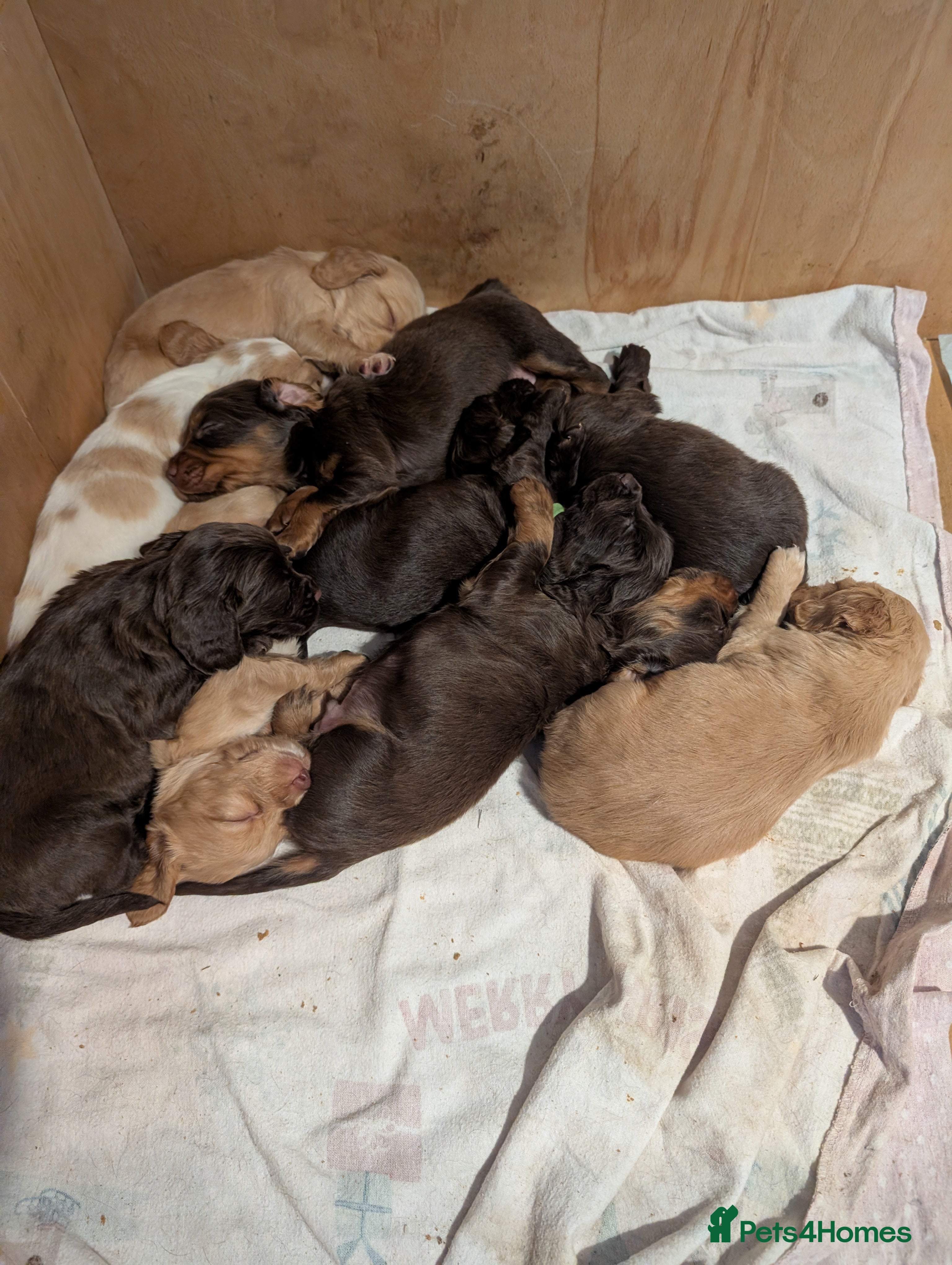 Cocker Spaniel dogs stunning cocker spaniel pups 4 male available - Advert 9