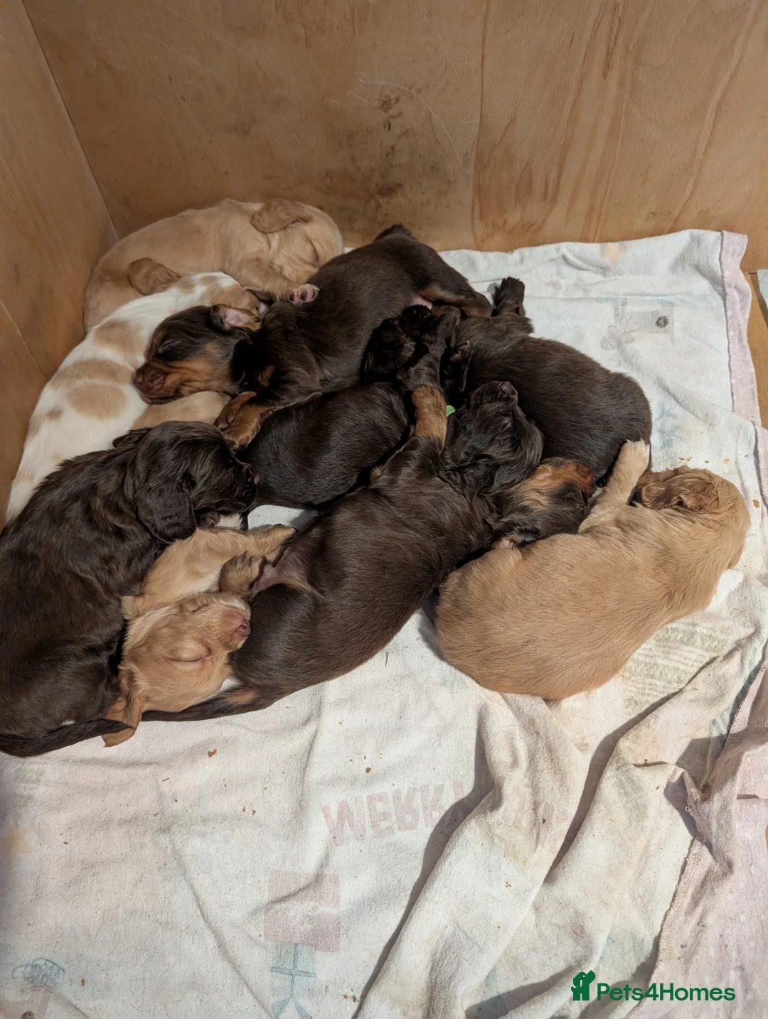 Cocker Spaniel dogs for sale: 2 stunning working cocker spaniel pups - Advert 5