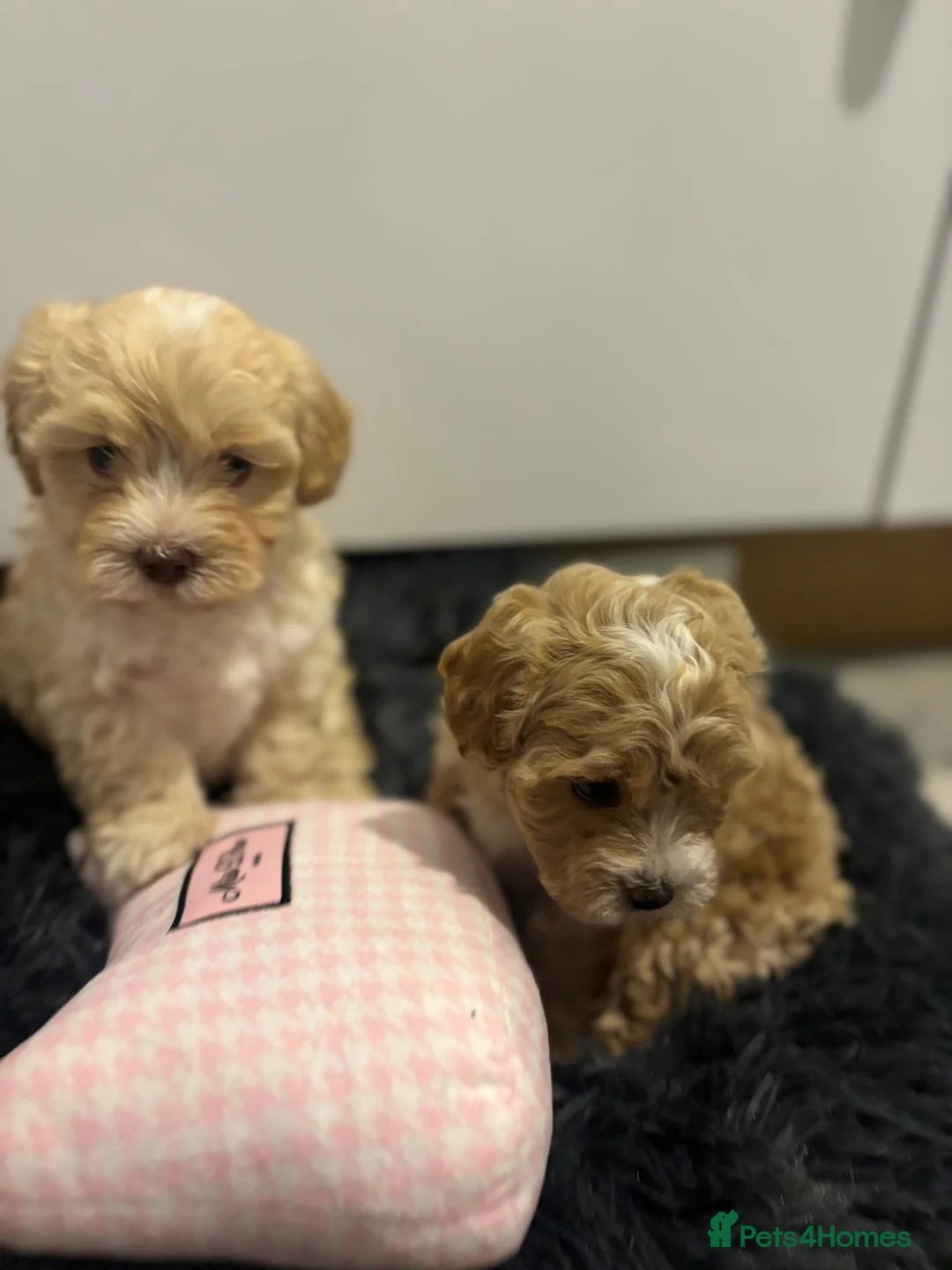 Maltipoo dogs for sale: Maltipoo boys available  - Advert 4