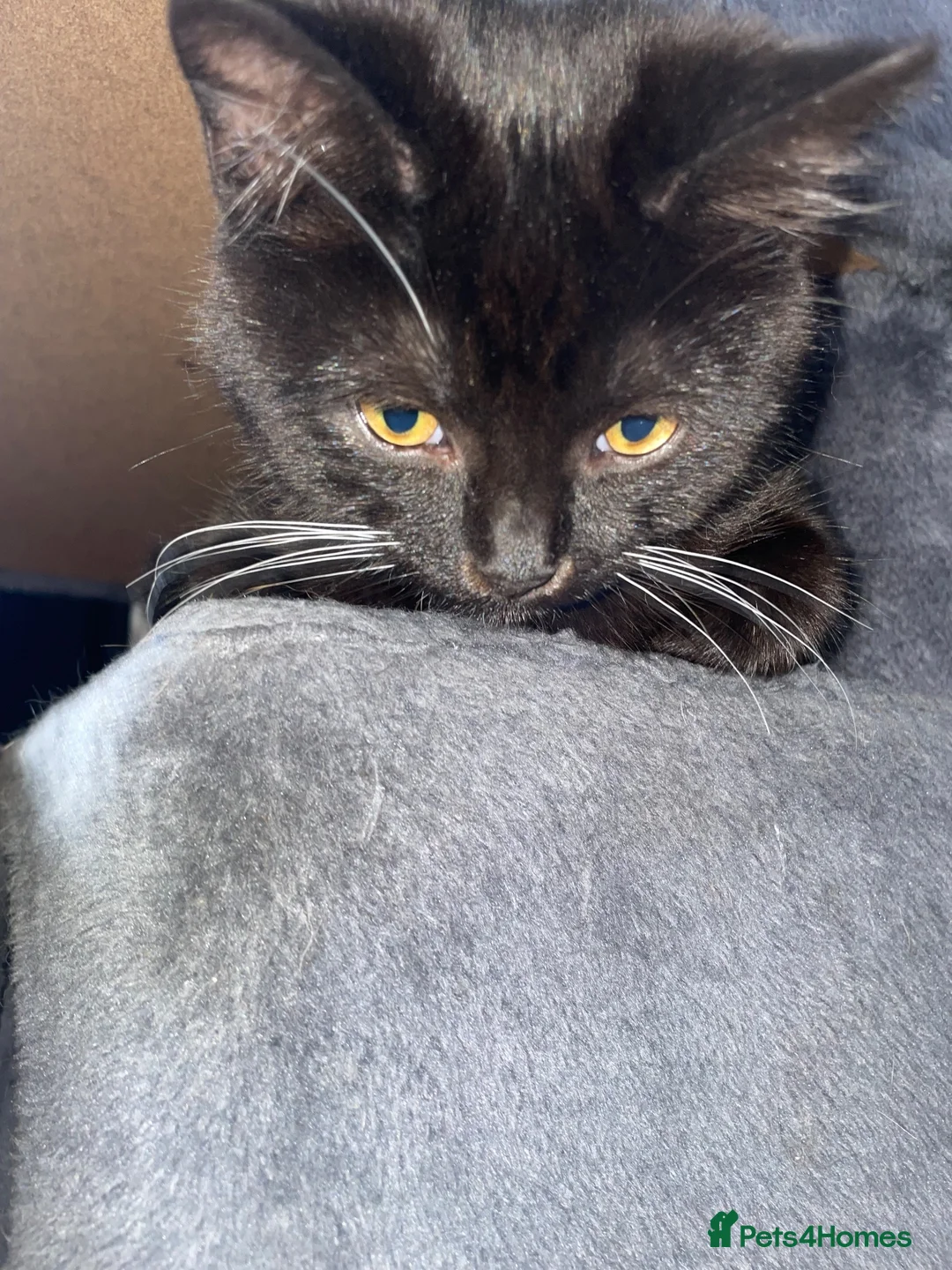Mixed Breed cats for sale: Beautiful Black Kitten Coconut – 15 Weeks Old 🐾🖤 - Advert 2