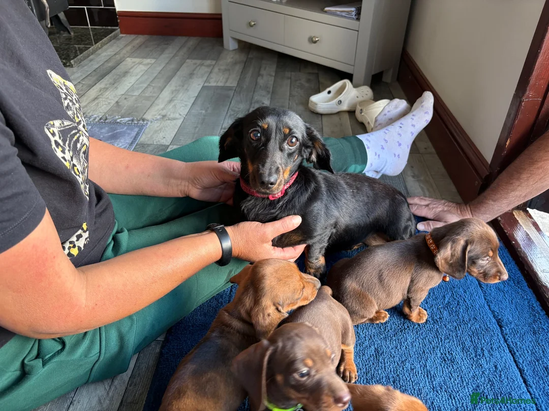 Dachshund dogs for sale: 4 adorable dachshund pups 3 boys 1 girl  - Advert 1