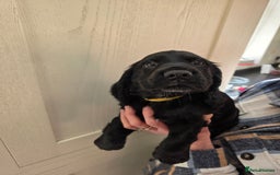 Cocker Spaniel dogs for sale: LAST BOY REMAINING REDUCED kc reg! Cocker spaniel - Image 10