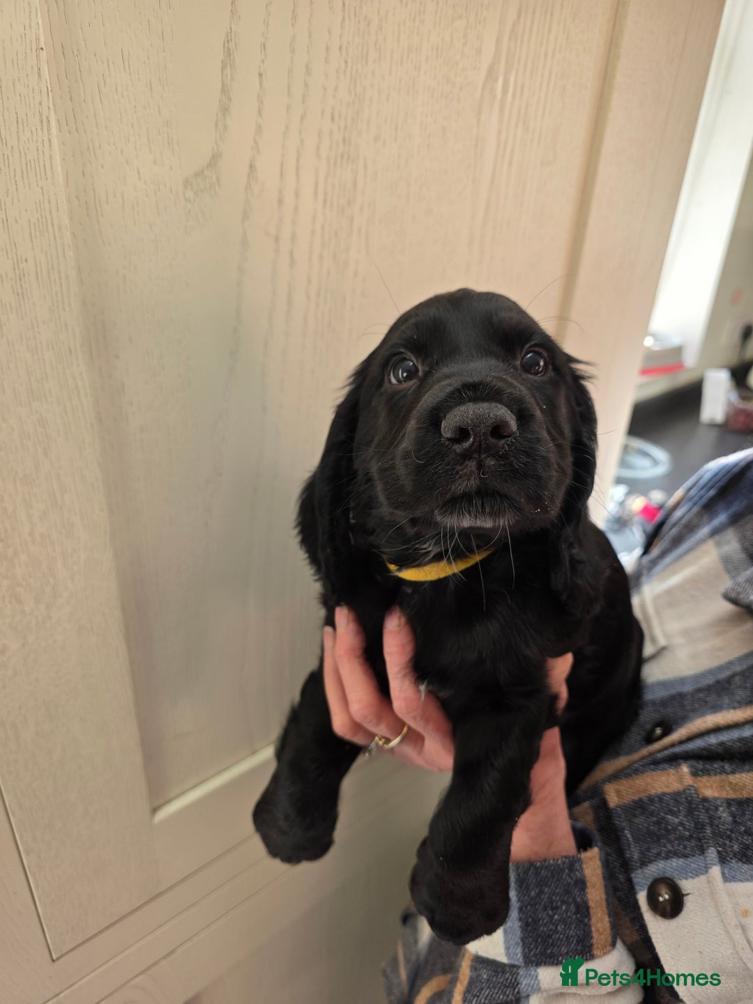 Cocker Spaniel dogs for sale: LAST BOY REMAINING REDUCED kc reg! Cocker spaniel - Image 10