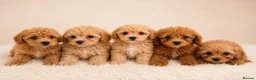 Cavapoo dogs for sale: Cavapoo Puppies  - Advert 2