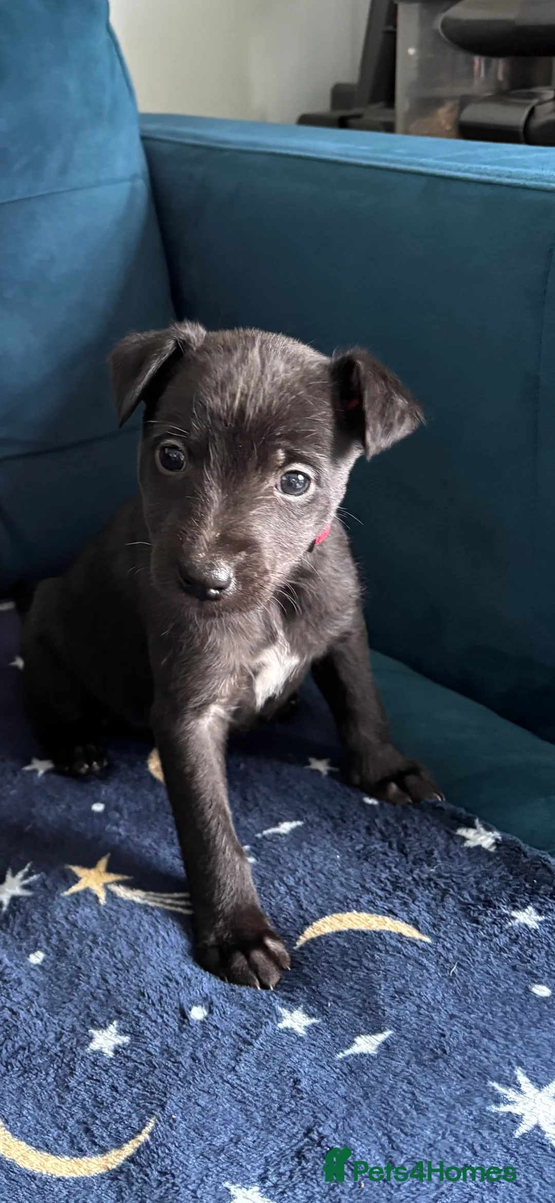 Mixed Breed dogs for sale: 3/4 whippet 1/4 Bedlington puppies  in Chester - Advert 2