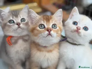 British Longhair cats TICA BRITISH SHORTHAIR & LONGHAIR KITTENS - Advert 1