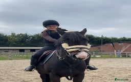 Irish Thoroughbred horses for sale: Second pony for games / hunting - Advert 1