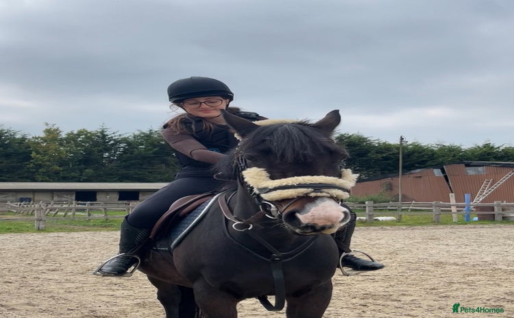 Irish Thoroughbred horses - Advert 11