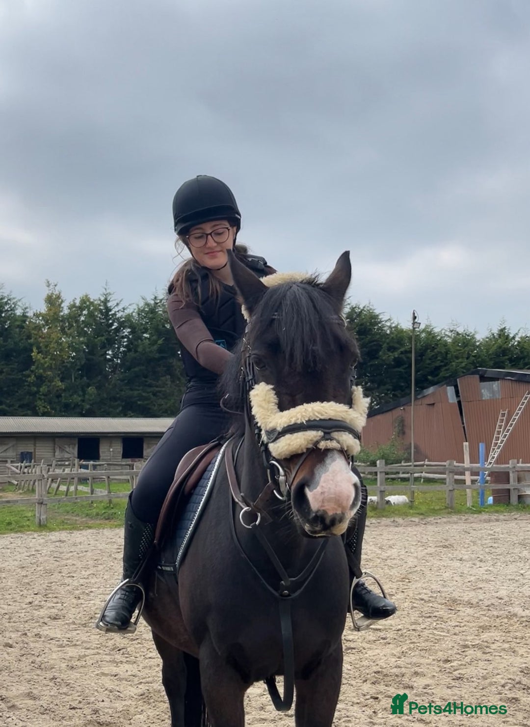 Irish Thoroughbred horses for sale: Second pony for games / hunting - Advert 1