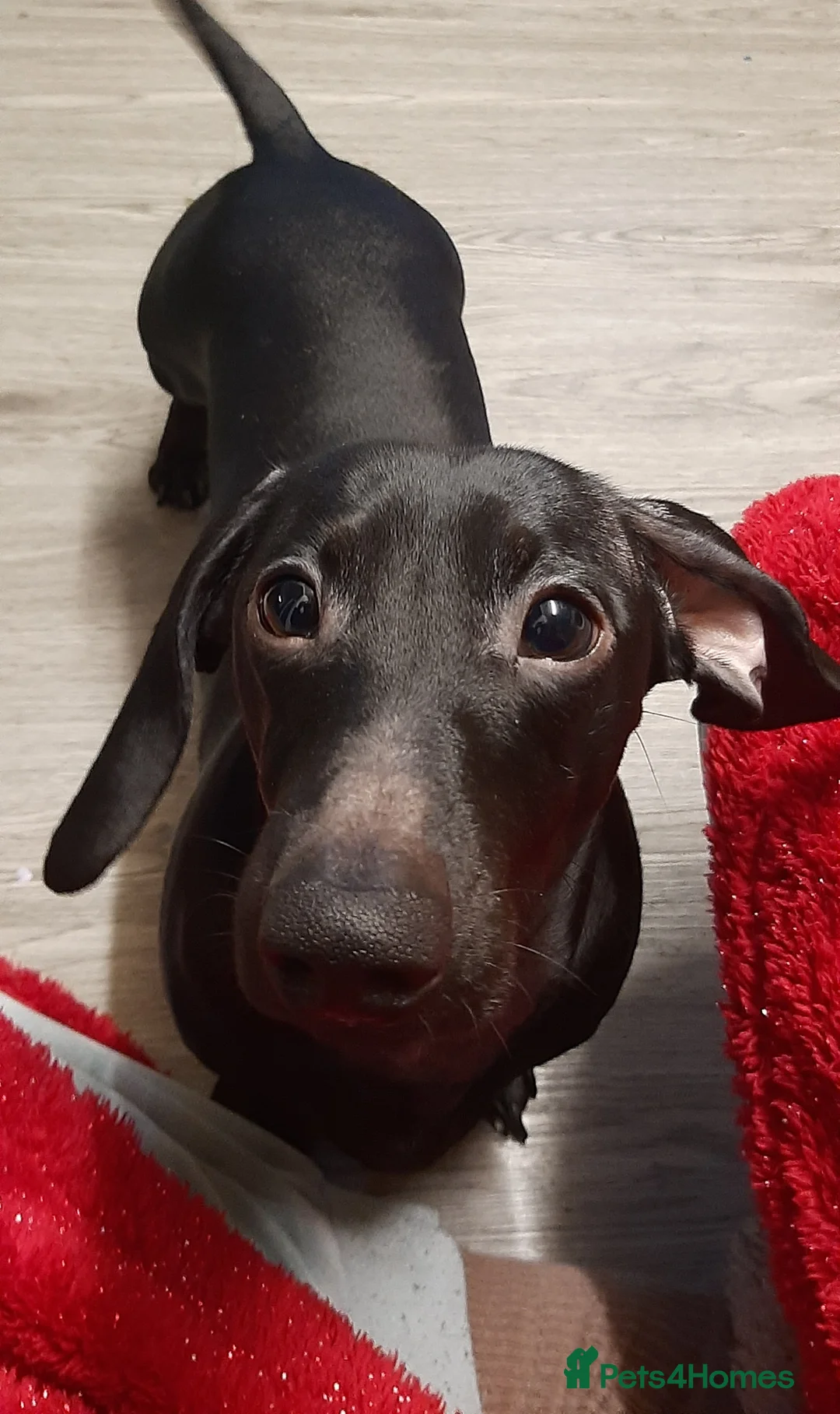 Miniature Dachshund dogs for stud: Very rare Pure black miniature dachshund stud - Advert 2