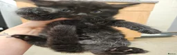Mixed Breed cats for sale: 4 Blue Russian X kittens available  - Advert 12
