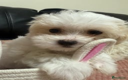 Maltese dogs for sale: Maltese puppy’s  - Image 2