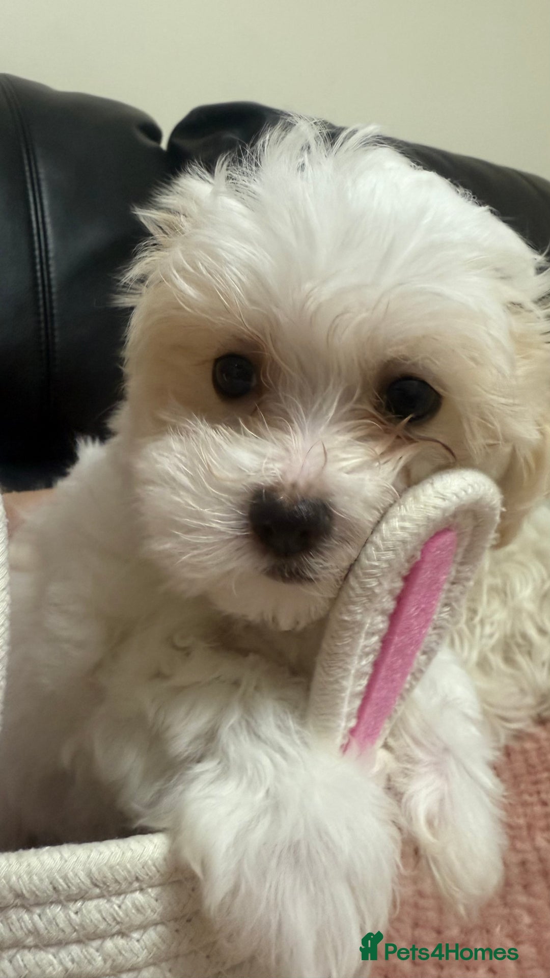 Maltese dogs for sale: Maltese puppy’s  - Image 2